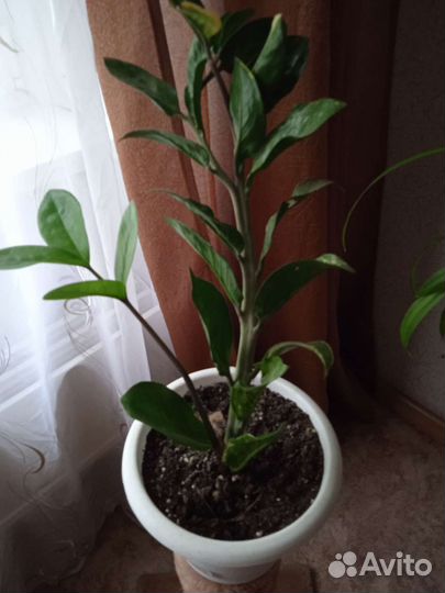 Зимиокулькас