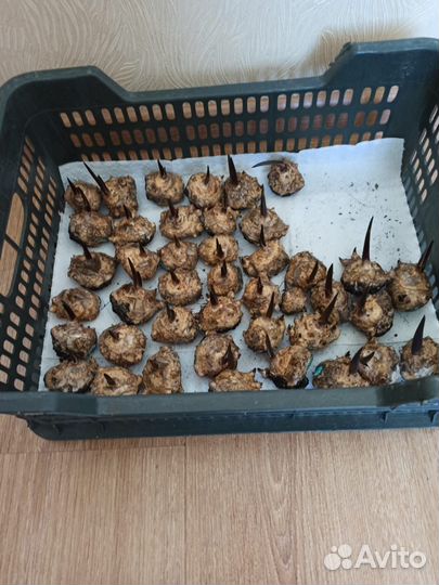 Цветы Каллы