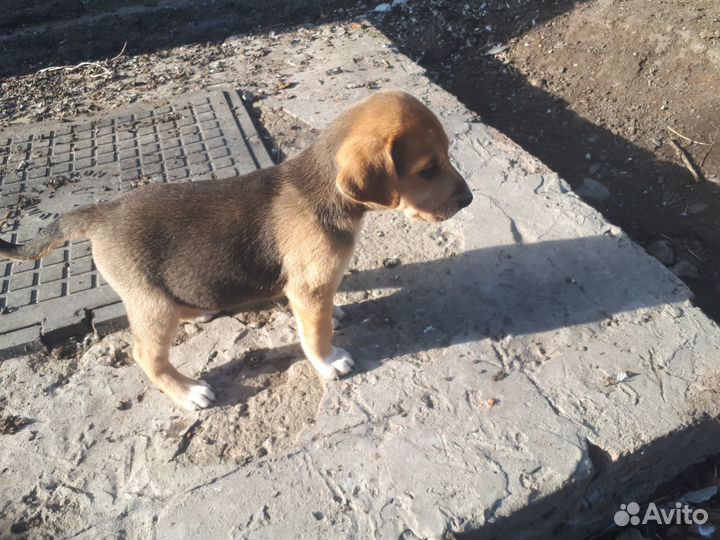 Продам щенков