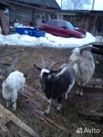 Продаются козы и козлята