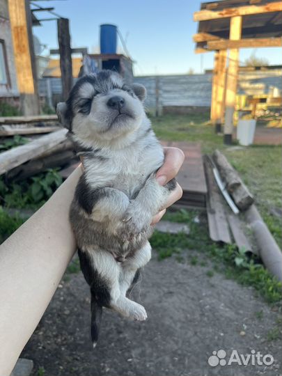 Щенки