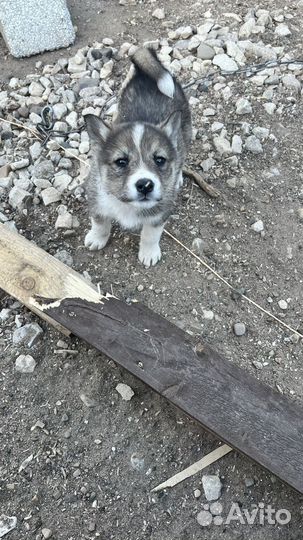 Щенки в добрые руки