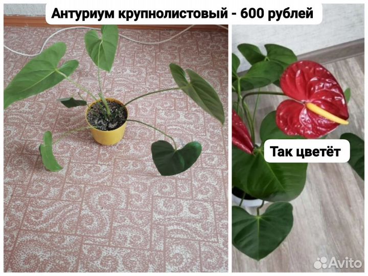 Комнатные цветы