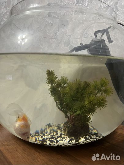 Аквариум с рыбкой
