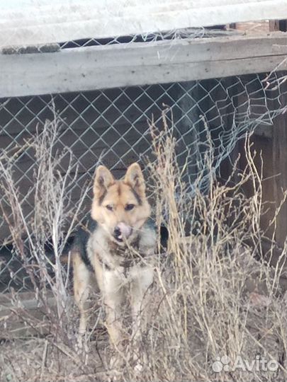 Восточноевропейская овчарка