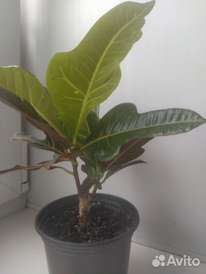 Кодиеум кротон