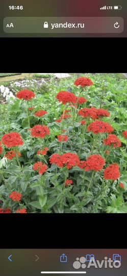 Лихнис красный