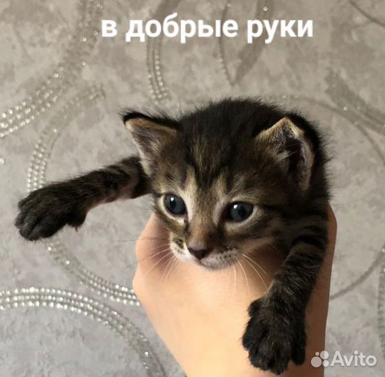 Котята в добрые руки бесплатно