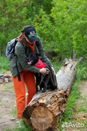 Собака в добрые руки