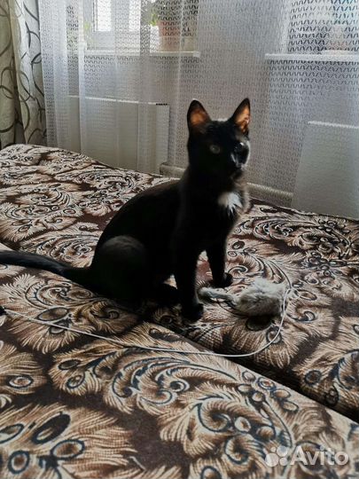 Котёнок в дар бесплатно