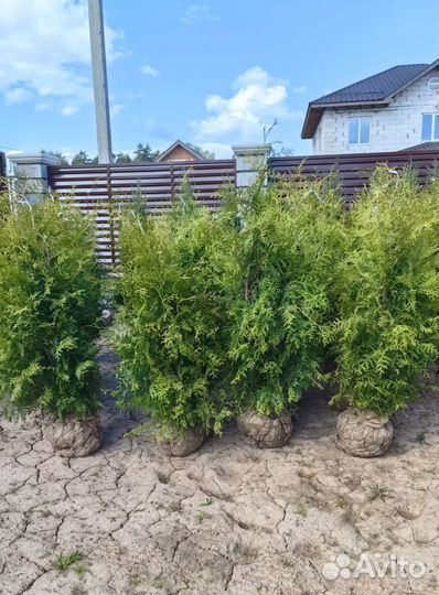 Туя Брабант