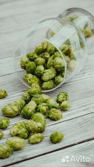 Шишки хмеля