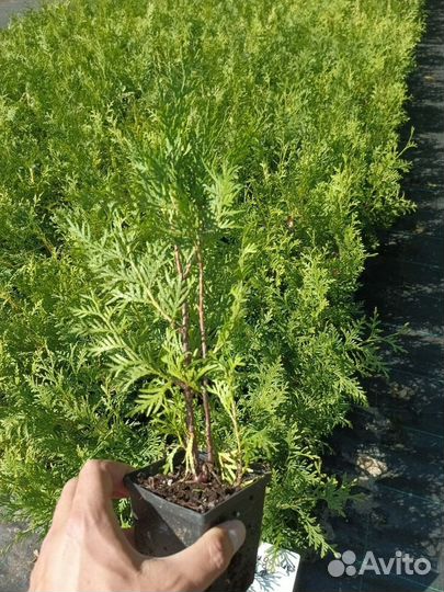 Туя саженцы