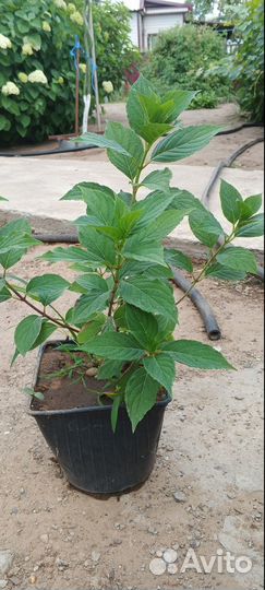 Продам гортензии