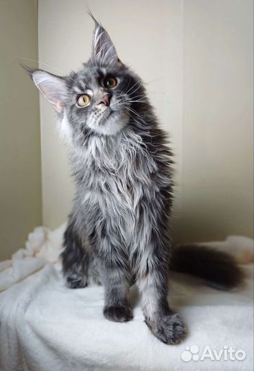 Мальчик мейн кун