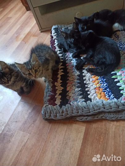 Котята в добрые руки