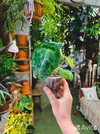 Антуриум форгети