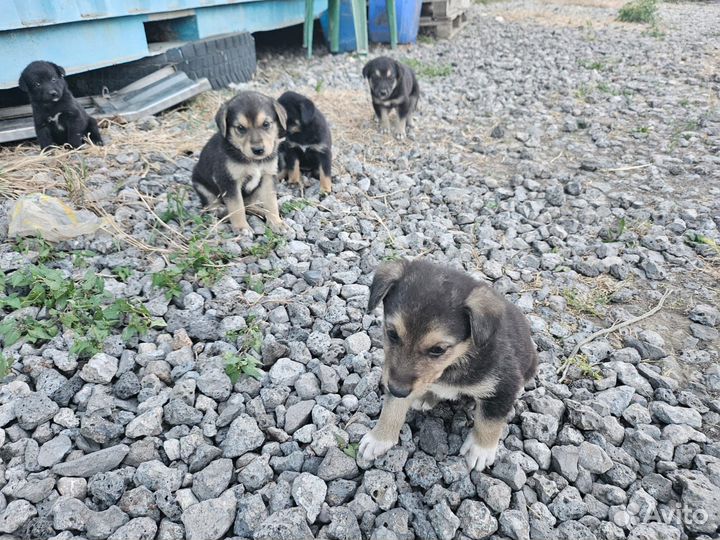 Щенки на охрану