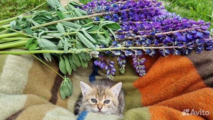 Котенок