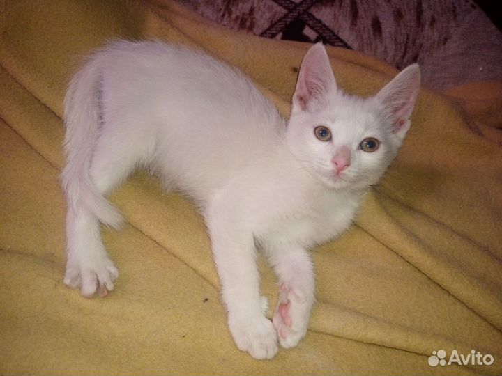Кошечка 7месяцев
