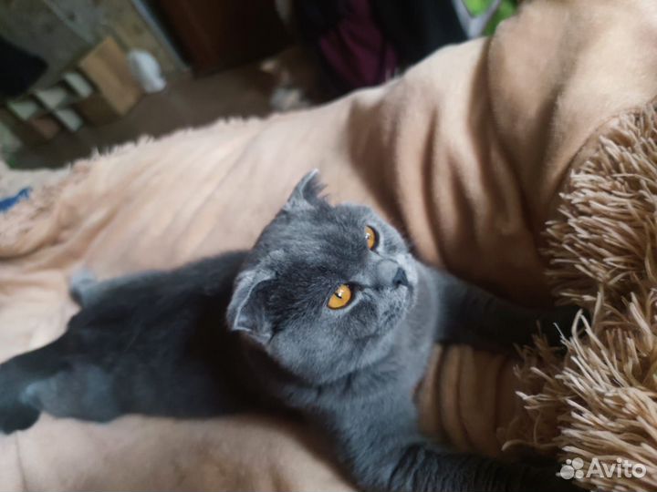 Шотландский кот бесплатно