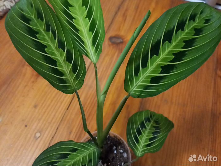 Домашние цветы 5