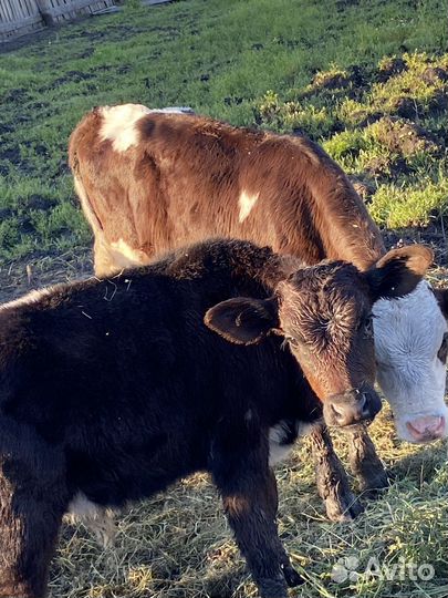 Телята бычки
