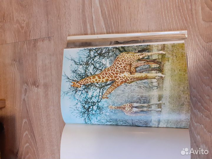 Иллюстрированная энциклопедия животных 1976 г