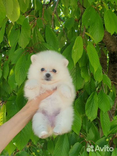 Померанский шпиц мини девочка