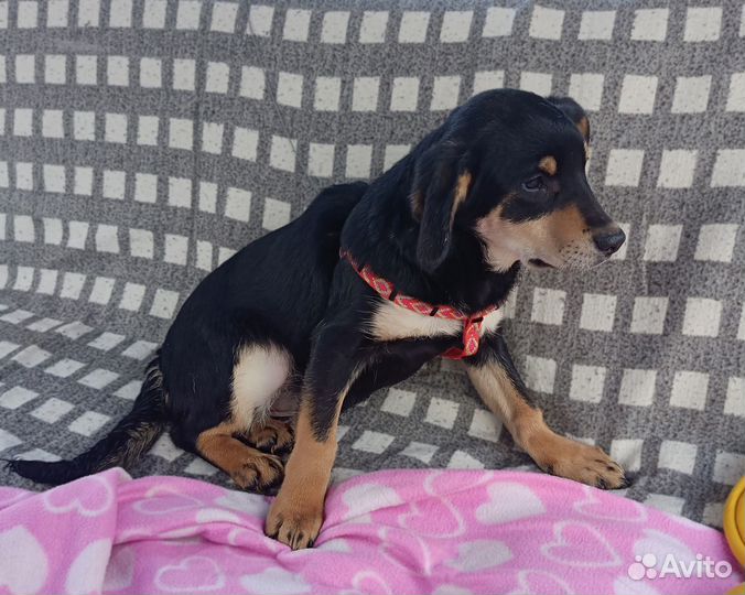 Мари - щеночек от небольшой собачки ищет дом