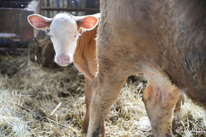 Нетель Герефорд класса класса элита и элита-рекорд