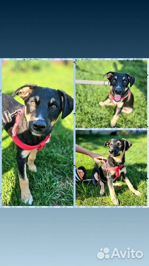 Собака в добрые руки