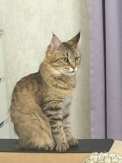 Кошечка Рыся в добрые руки