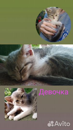 Котята в добрые руки
