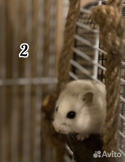 Джунгарский хомяк