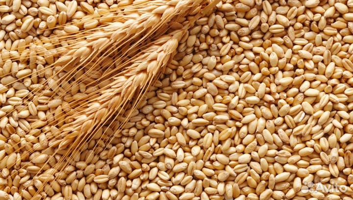 Продам пшеницу