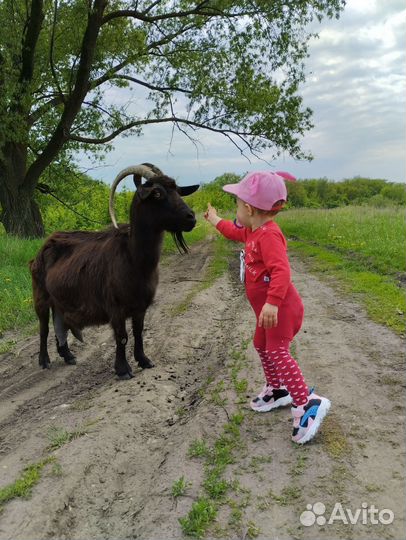 Козье молоко