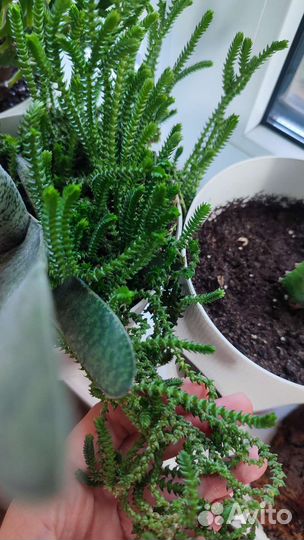 Суккуленты