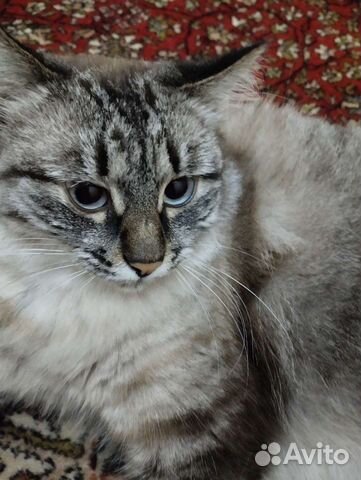 Норвежская лесная кошка объявление продам