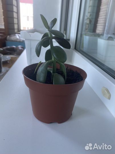 Толстянка или Денежное дерево