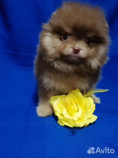 Шоколадная девочка