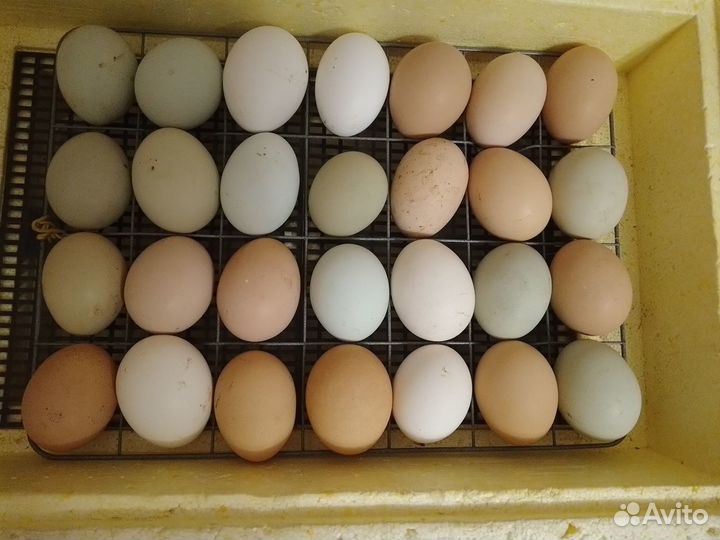 Домашнее инкубационное яйцо