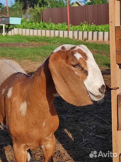 Коза нубийская