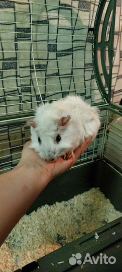 Морская свинка