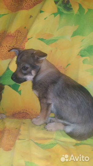 Щенки коротколапики в добрые руки