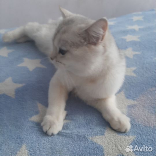 Шотландский кот не кострирован молодой