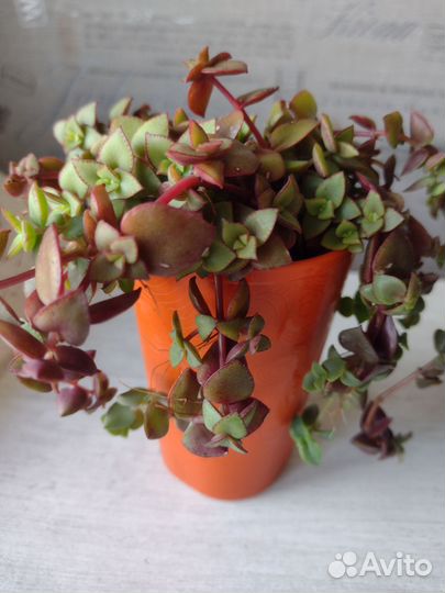 Крассула пелюцида Рубра