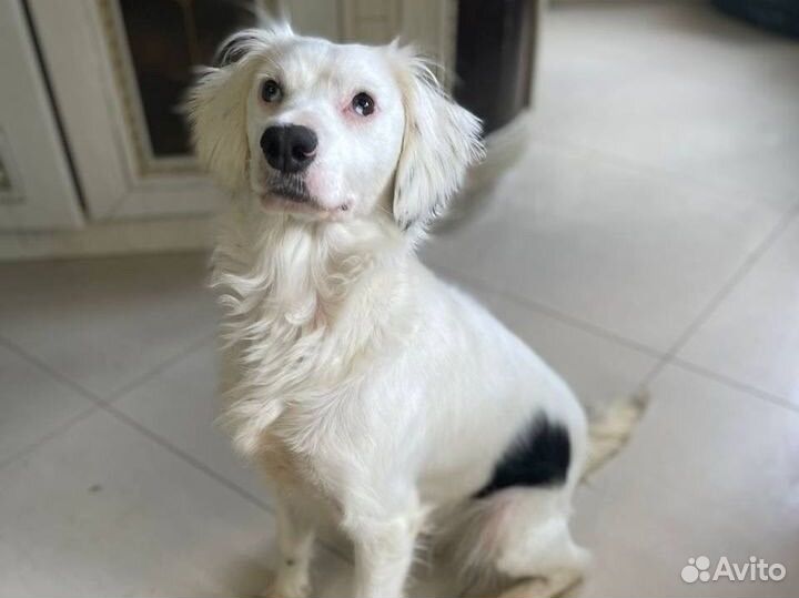 Отдаю собачку Белку в дар