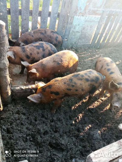 Поросята дюрок