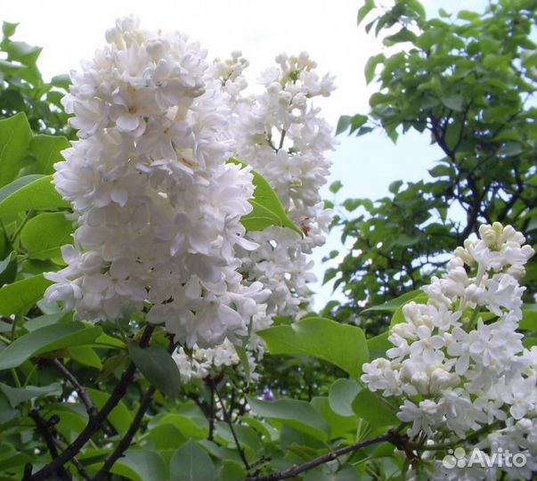 Продаю саженцы в ассортименте